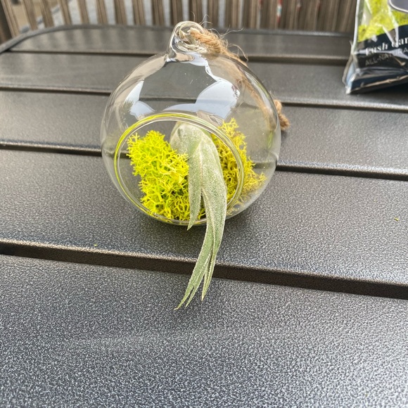 2 LEFT: Terrarium - Picture 5 of 7